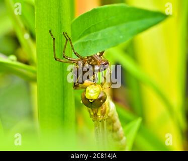 A dragon fly, a bubble tube has just slipped out of t e larva, the nymph and is hanging and drying on it`s own larva Stock Photo